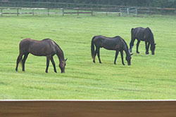 horses grazing